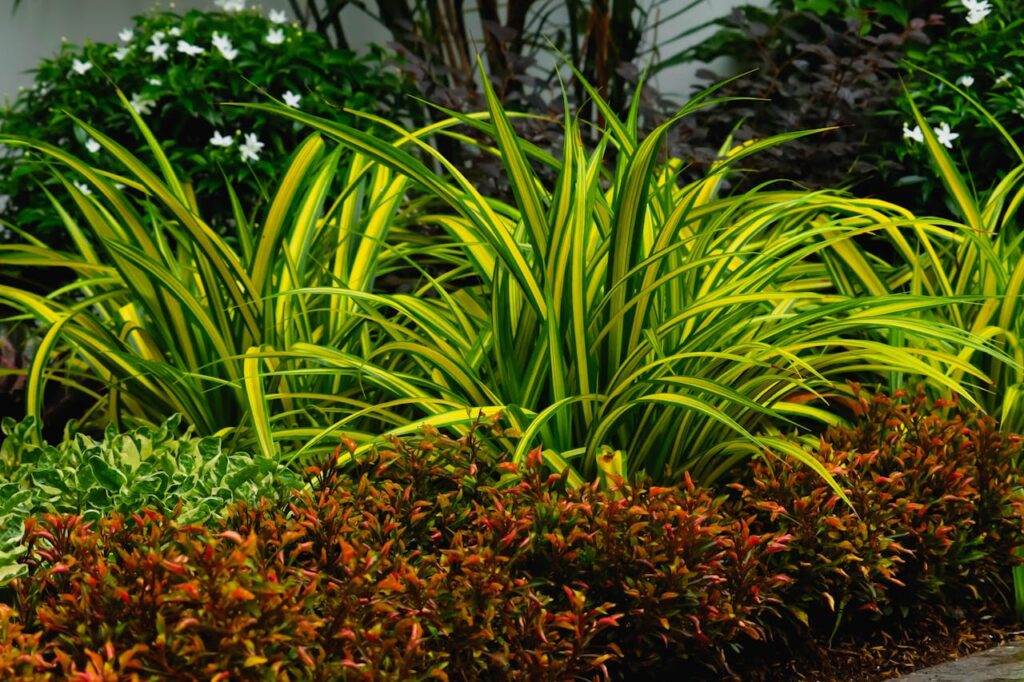 Lush green and red foliage in a vibrant garden setting. Perfect for nature and landscaping projects.