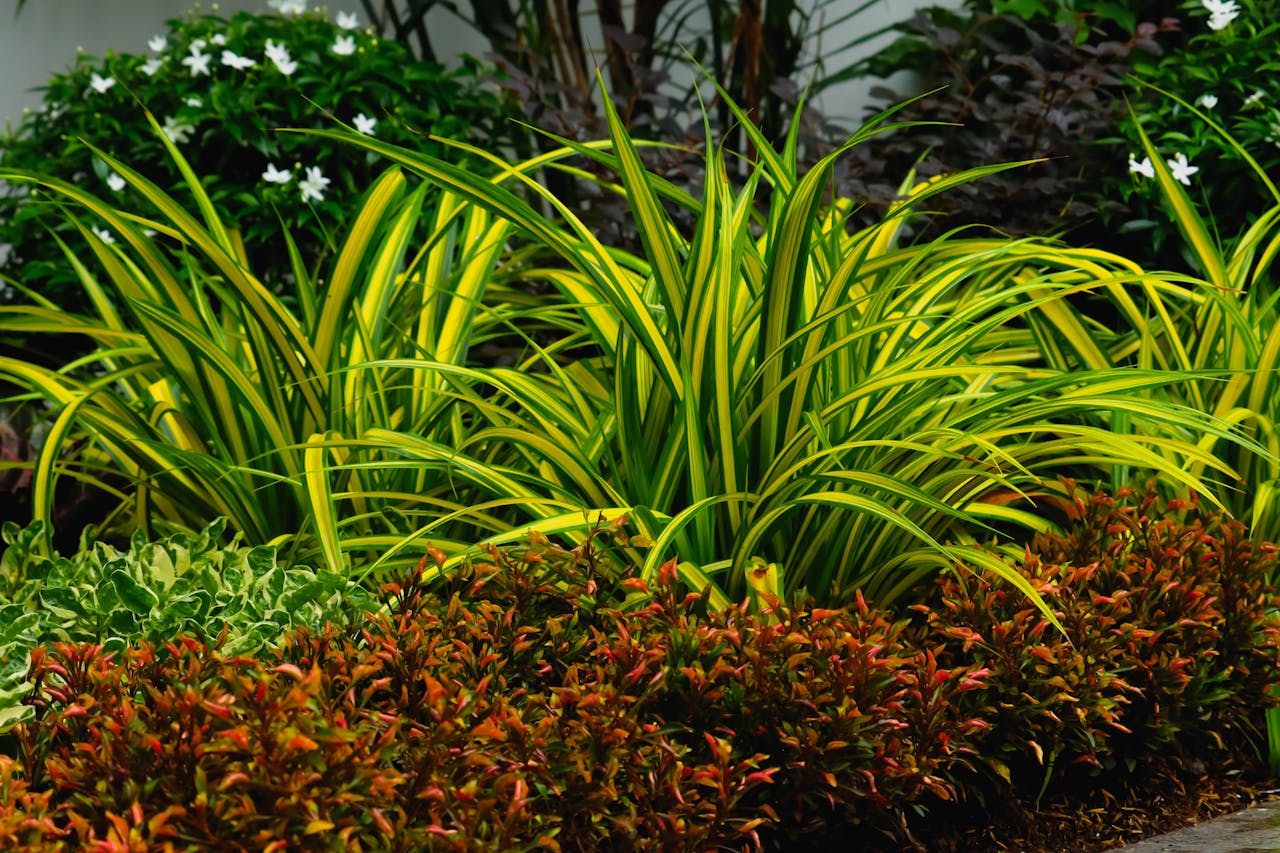 Lush green and red foliage in a vibrant garden setting. Perfect for nature and landscaping projects.